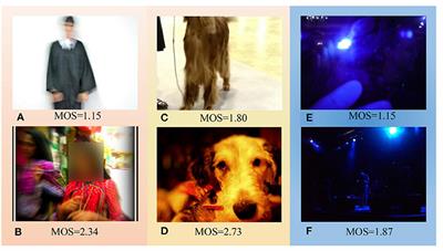 IE-IQA: Intelligibility Enriched Generalizable No-Reference Image Quality Assessment